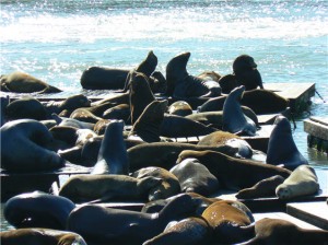 sea-lions